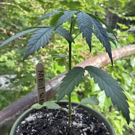 Maui Waui - Holi Moli Seeds