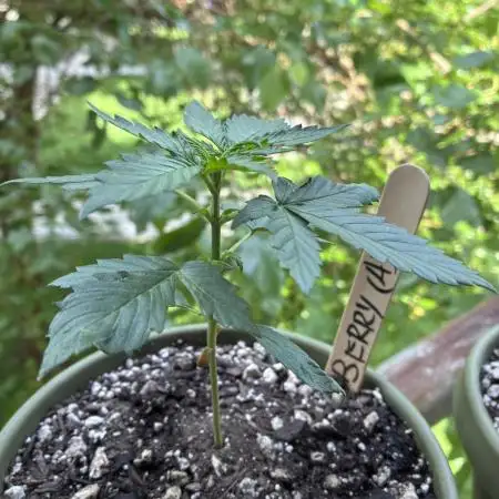 Blueberry Auto - Holi Moli Seeds