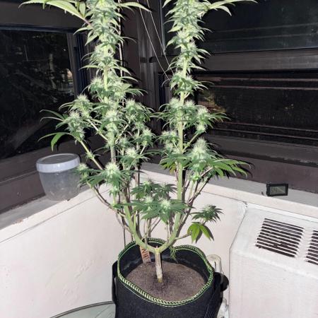 White Widow - Holi Moli Seeds