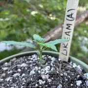 Blue Dream Auto - Holi Moli Seeds
