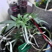Maui Waui - Holi Moli Seeds