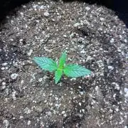 Maui Waui - Holi Moli Seeds