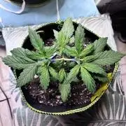 Blue Dream Auto - Holi Moli Seeds