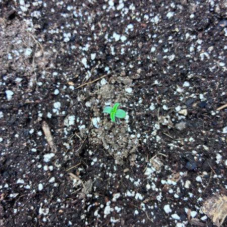 Granddaddy Purple Auto - Holi Moli Seeds