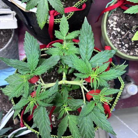 Blue Dream Auto - Holi Moli Seeds