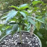 Platinum OG - Holi Moli Seeds