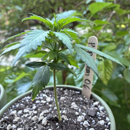 Platinum OG - Holi Moli Seeds