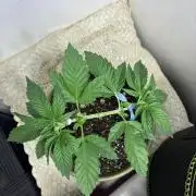 White Widow - Holi Moli Seeds