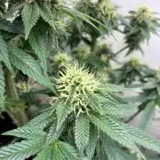 White Widow - Holi Moli Seeds