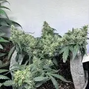 Platinum OG - Holi Moli Seeds