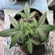 Blueberry Auto - Holi Moli Seeds