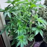 White Widow - Holi Moli Seeds
