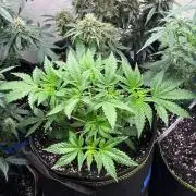 Maui Waui - Holi Moli Seeds