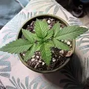 White Widow - Holi Moli Seeds