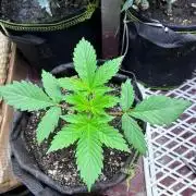Chocolate Thai Auto - Holi Moli Seeds