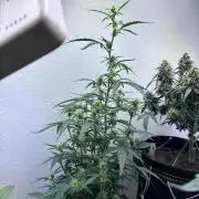 Granddaddy Purple Auto - Holi Moli Seeds
