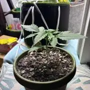 White Widow - Holi Moli Seeds