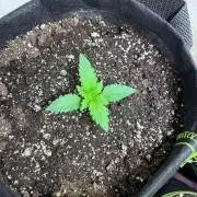 White Widow - Holi Moli Seeds