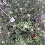 Banana Blaze by Dutch Passion