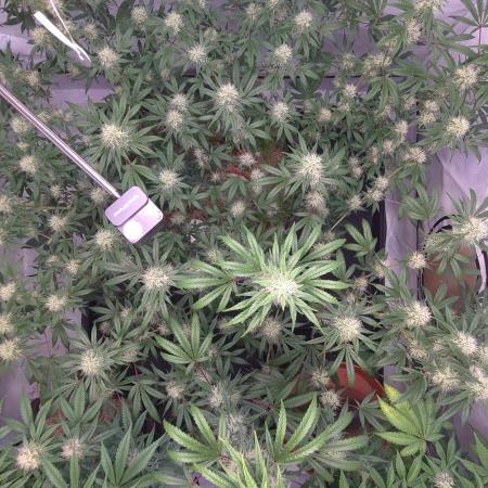 Dutch Passion Banana in Living Soil