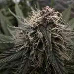 Super Sativa Club/Dutch Passion