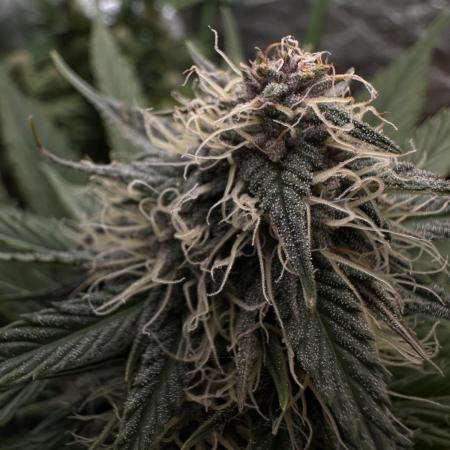 Super Sativa Club/Dutch Passion