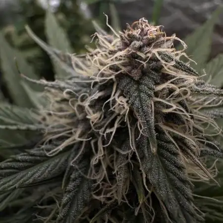 Super Sativa Club/Dutch Passion