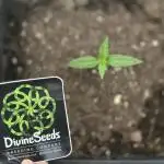 Divine Seeds Auto