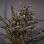 FROSTY’S AUTO FREAK - Khalifa Genetics