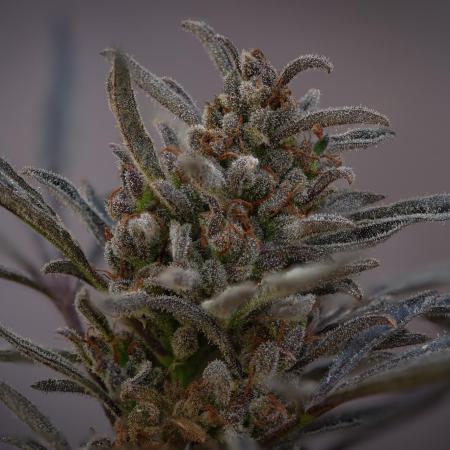 FROSTY’S AUTO FREAK - Khalifa Genetics