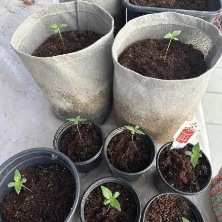 Guava Auto run