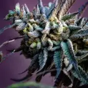 Natural Highs Clones
