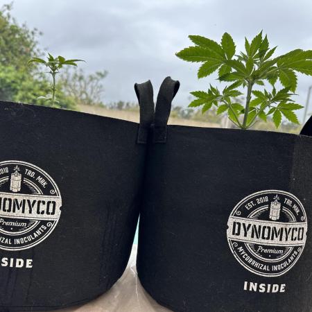 Super Sativa Club/Dutch Passion