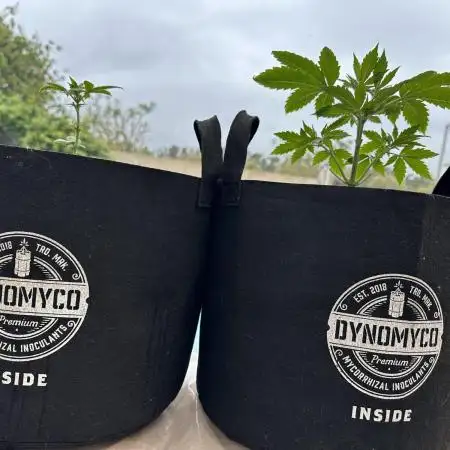 Super Sativa Club/Dutch Passion