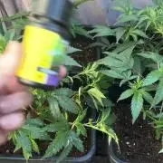 Natural Highs Clones