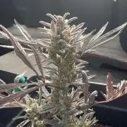 FROSTY’S AUTO FREAK - Khalifa Genetics