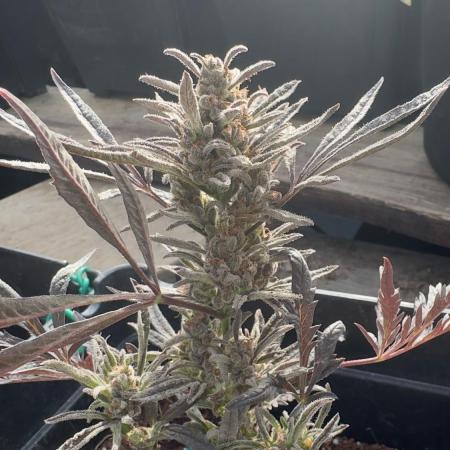 FROSTY’S AUTO FREAK - Khalifa Genetics