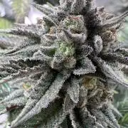 Natural Highs Clones