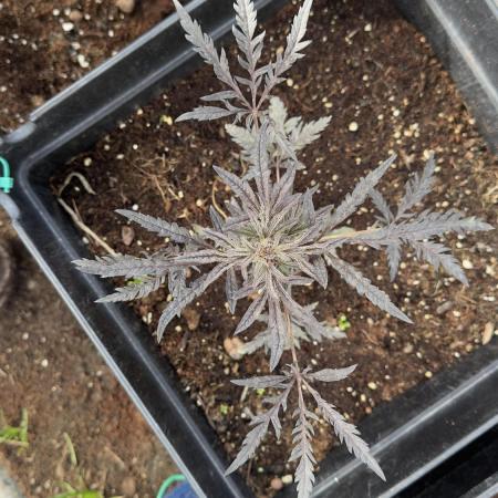 FROSTY’S AUTO FREAK - Khalifa Genetics