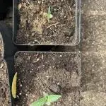 Divine Seeds Autoflowers