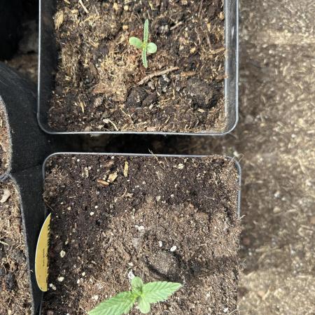 Divine Seeds Autoflowers