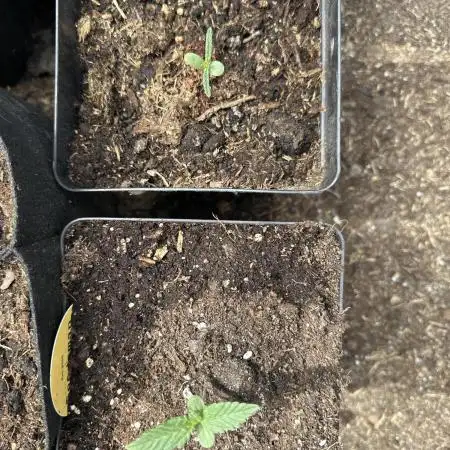 Divine Seeds Autoflowers