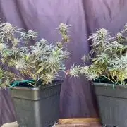 Natural Highs Clones
