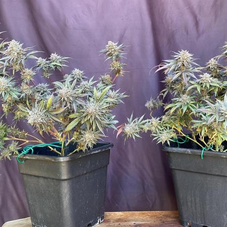Natural Highs Clones