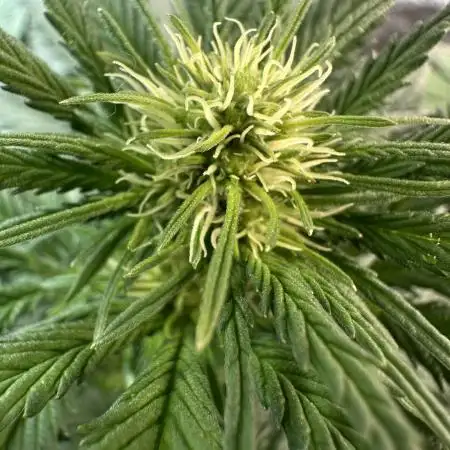 Super Sativa Club/Dutch Passion