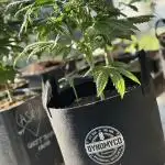 Super Sativa Club/Dutch Passion