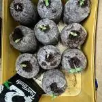Guava Auto run
