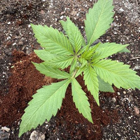 Guava Auto run