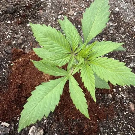 Guava Auto run