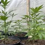 Guava Auto run